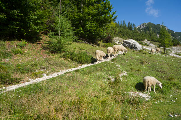 istock Flock of sheep in the mountains 844243064