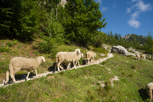 Big flock of sheep and goats grazing on the top of Monte Baldo, Trentino, Italy. The lake Garda is in the background. The flock is being shepherded to a new area. It is a beautiful sunny summer day.