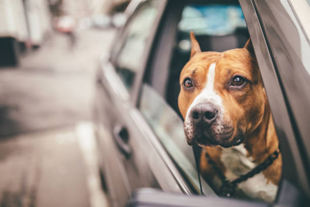 istock Staffordshire Bull Terrier in the car 844245532