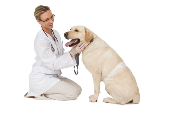 istock Pretty vet petting yellow labrador dog 844245550