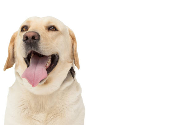 istock Yellow labrador dog with tongue out 844245610