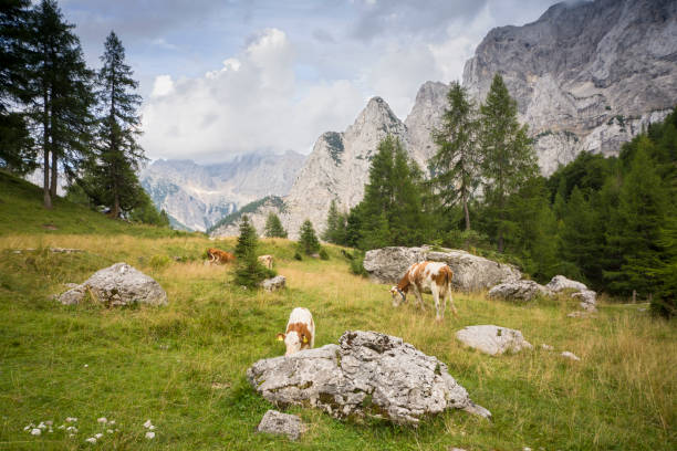 istock Cows on an idyllic alpine pasture 844245616