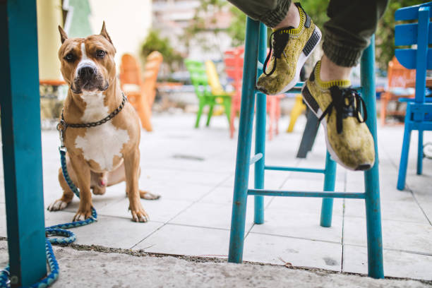 esperando que mis humanos mientras bebe café - american staffordshire terrier bull terrier terrier purebred dog fotografías e imágenes de stock