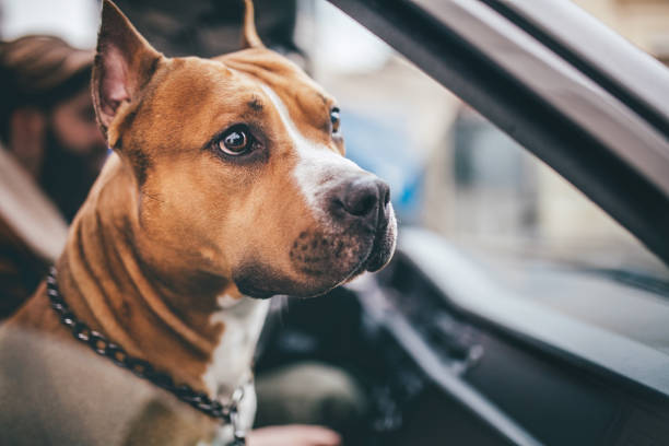 中の旅行 - american staffordshire terrier bull terrier terrier purebred dog ストックフォトと画像