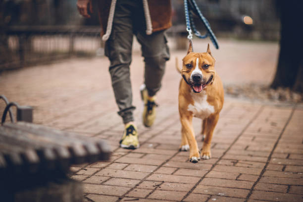 Man and his dog walking in park