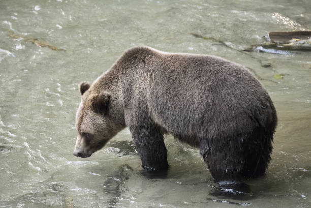 istock British Columbia Brown Bear 844250250