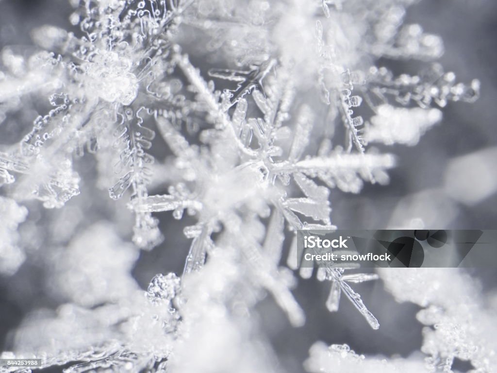 Real Snowflake Stock Photo - Download Image Now - Abstract, Abstract Backgrounds, Backgrounds - iStock Real Snowflake Stock Photo - Download Image Now - Abstract, Abstract Backgrounds, Backgrounds - iStock