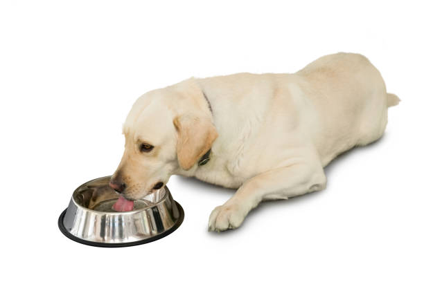 istock Cute labrador dog lying beside water bowl 844257048
