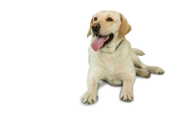 istock Cute labrador dog lying on floor 844257066