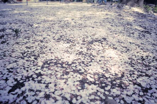 The road is covered with cherry blossom petals - sakuramichi stock photo