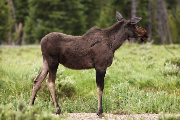 Moose Cow Alces alces Young Wildlife A young female moose cow stands alongside a creek bed alert to her surroundings. cow moose stock pictures, royalty-free photos & images