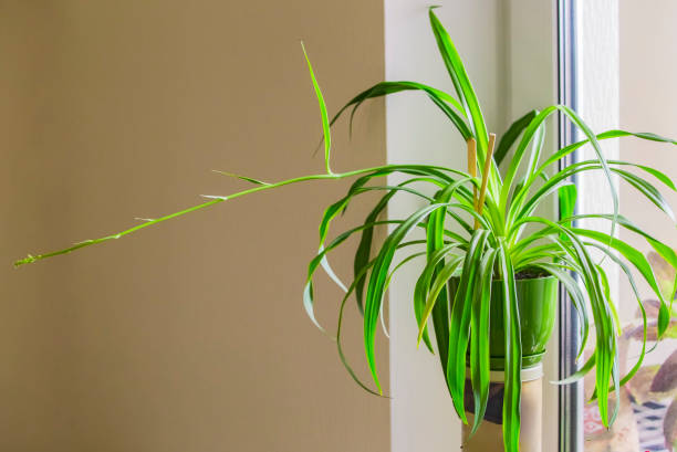 istock Chlorophytum in a green pot 844264772