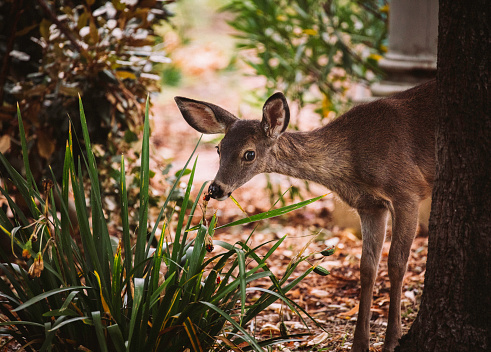 A fawn peeks around a tree to sniff a flower and looks at the camera nervously.