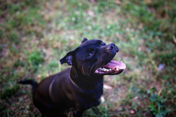 istock Black dog with mouth open, on grass. 844269464