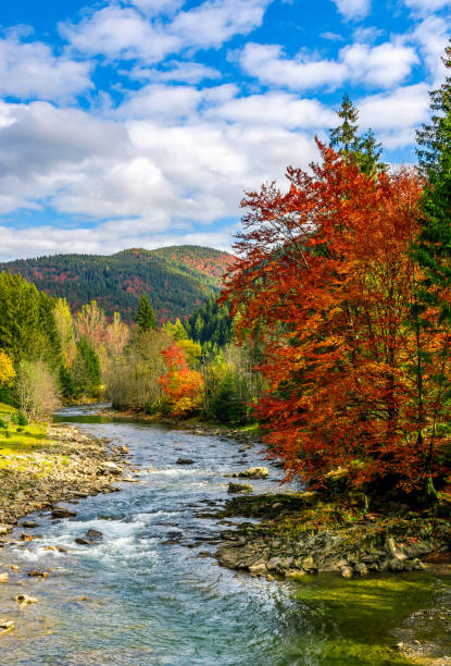 istock gorgeous day near the forest river in mountains 844287884
