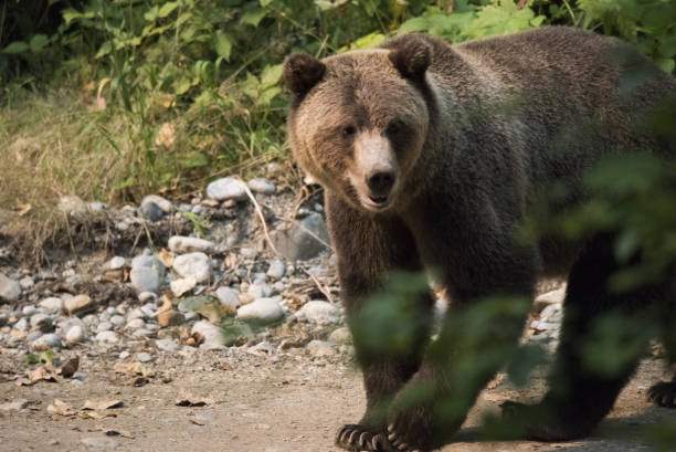 istock Grizzly Bear on a hiking trail 844288032