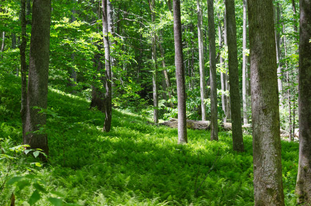 istock Lush Green ferns 844288036