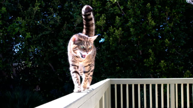 Bengal cat is walking on railings of the house deck
