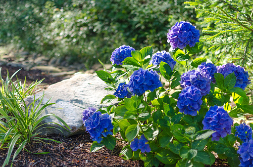 Hydrangea growing next to an ornamental rock in spring