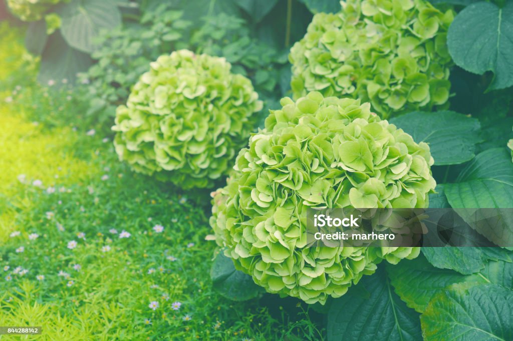 Green hydrangea flowers. Green hydrangea flower (hydrangea macrophylla, hortensia) growing in a garden. Green Color Stock Photo