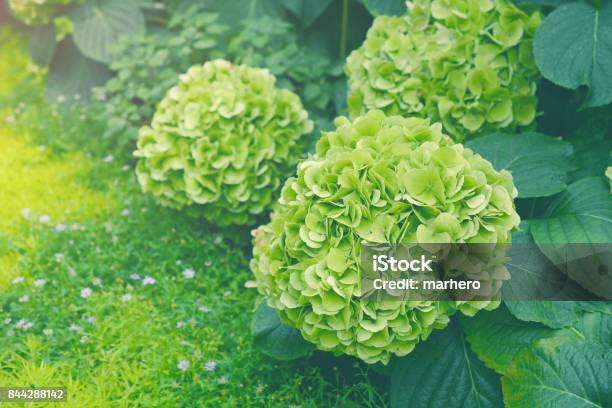 Green Hydrangea Flowers Stock Photo - Download Image Now - Green Color, Hydrangea, Multi Colored