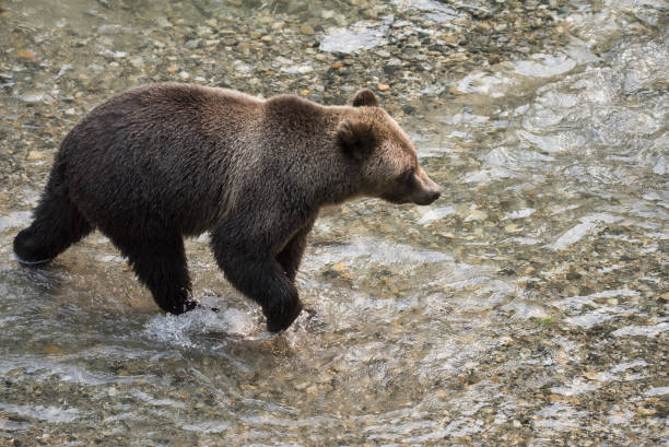 istock Grizzly Bear in a salmon stream aerial 844288148