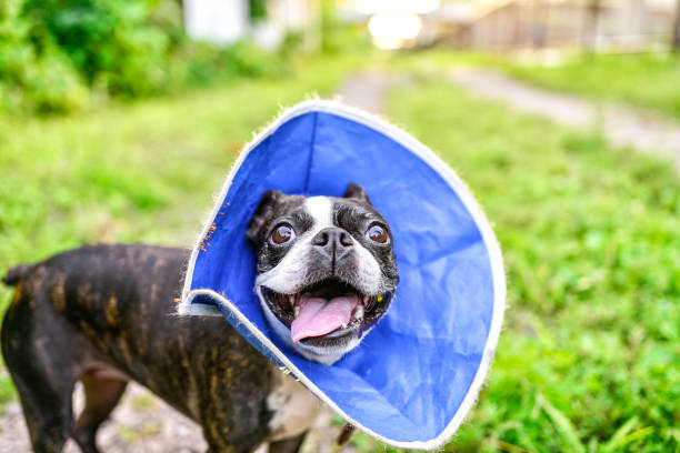Boston Terrier Cone of Shame Boston Terrier wearing a Protective Collar Cone cone shape stock pictures, royalty-free photos & images