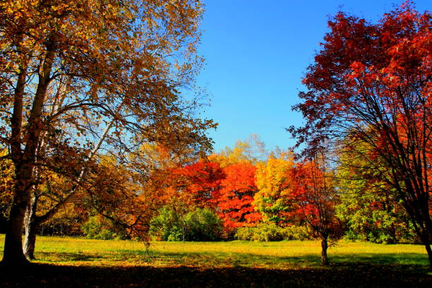 istock Park in Sapporo in autumn 844294264