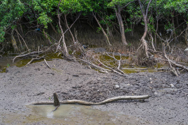 istock Broken tree trunks of damaged mangrove forest in Thailand 844300174