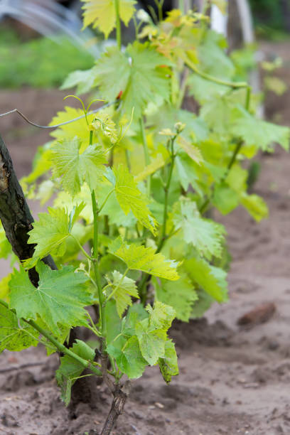 Young vines shot in close-up.