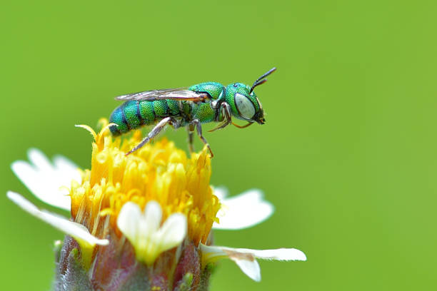 Agapostemon splendens (Metallic Green Bee) perched on the beautiful flower.