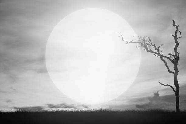 Meadows on a horrible full moon night, Concept halloween.
