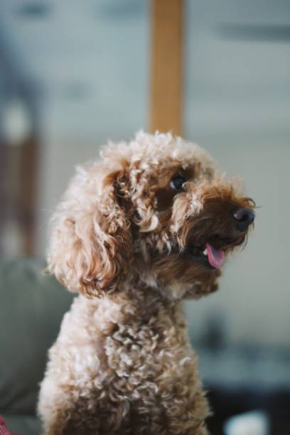 istock Cute toy poodle portraits 844303232
