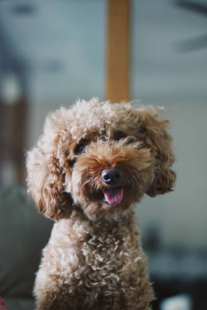 istock Cute toy poodle portraits 844303234