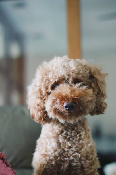 istock Cute toy poodle portraits 844303238