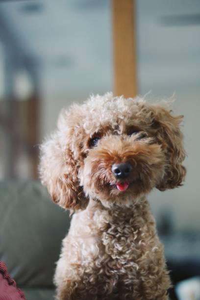 istock Cute toy poodle portraits 844303248