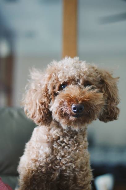 istock Cute toy poodle portraits 844303258