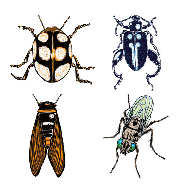 Colour Insect stipple drawing set isolated. Insects and bugs collection in trendy embroidery stippling and hatching, shading style. Vector. Vector. cicada stock illustrations