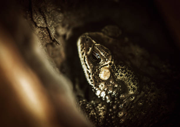 Macro shot of real toad hiding in the tree