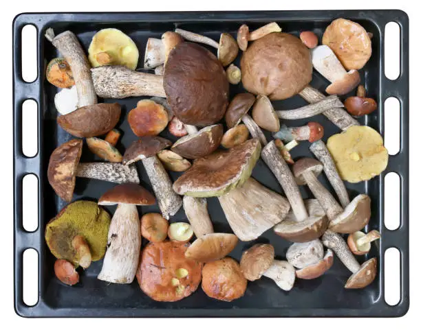 Noble delicacy fresh forest mushrooms on a black metal baking sheet. Prepared for oven drying. Isolated with patch