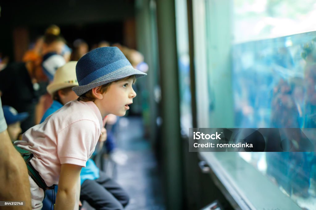 Bambino ammira diversi rettili e pesci in acquario - Foto stock royalty-free di Guardare con attenzione