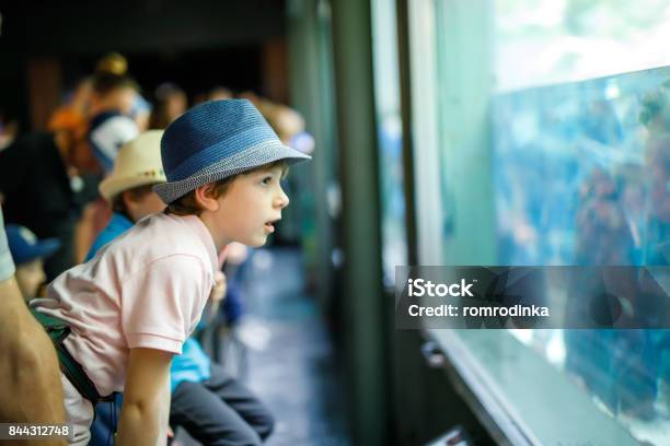 Little Kid Boy Admire Different Reptiles And Fishes In Aquarium Stock Photo - Download Image Now