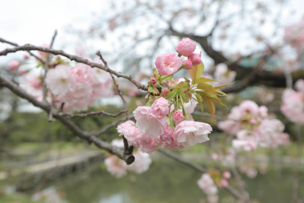 istock Japanese garden in an urban 844315264
