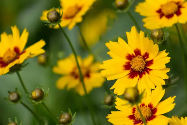Beautiful and brilliant cropping of Lanceleaf Coreopsis or Tickseed which is a member of the sunflower family.