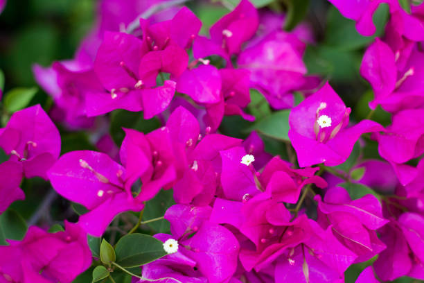 istock close up pink Bougainvillea on tree 844315890