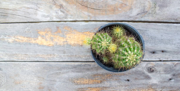 istock Cactus on wooden table with copy space background. 844316076