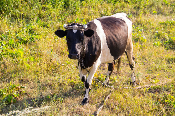 vaca en el pasto - guernsey cattle fotografías e imágenes de stock