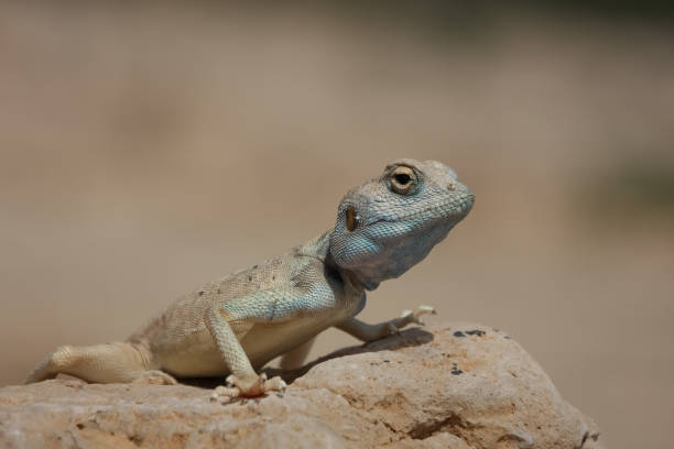 istock Lizard in Ein Gedi national reserve, Israel 844318792