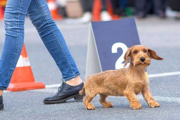 istock dog of terrier Close-up 844324958