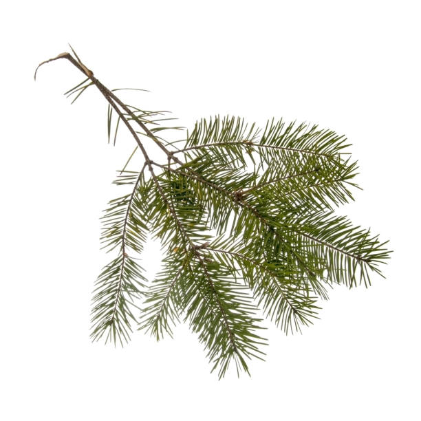 istock Pine tree twigs, fir, isolated on white. 844326496